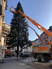 Ankunft des Christbaums aus aus Steingaden gegen 5.30 Uhr auf dem Marienplatz (©Foto. Martin Schmitz)